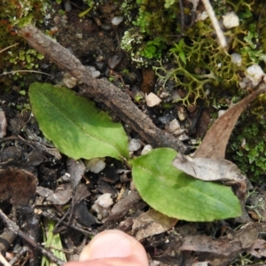 Chiloglottis sp. at Paddys River, ACT - suppressed