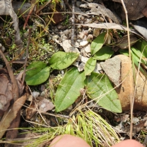 Chiloglottis sp. at Paddys River, ACT - 23 Oct 2021