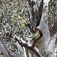 Alisterus scapularis (Australian King-Parrot) at Cuumbeun Nature Reserve - 23 Oct 2021 by AlexJ