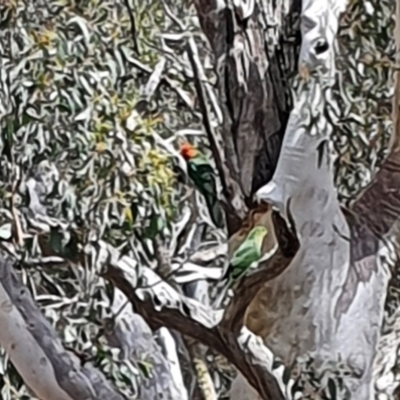 Alisterus scapularis (Australian King-Parrot) at Carwoola, NSW - 23 Oct 2021 by AlexJ