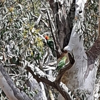 Alisterus scapularis (Australian King-Parrot) at Cuumbeun Nature Reserve - 23 Oct 2021 by AlexJ