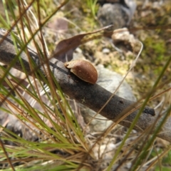 Paropsis atomaria (Eucalyptus leaf beetle) at Paddys River, ACT - 22 Oct 2021 by Liam.m