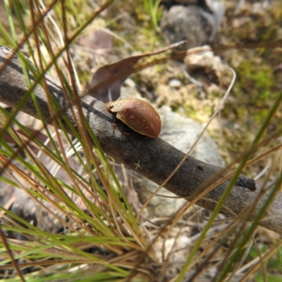 Paropsis atomaria (Eucalyptus leaf beetle) at Tidbinbilla Nature Reserve - 22 Oct 2021 by Liam.m