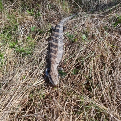 Tiliqua scincoides scincoides (Eastern Blue-tongue) at Paddys River, ACT - 19 Oct 2021 by RobynHall
