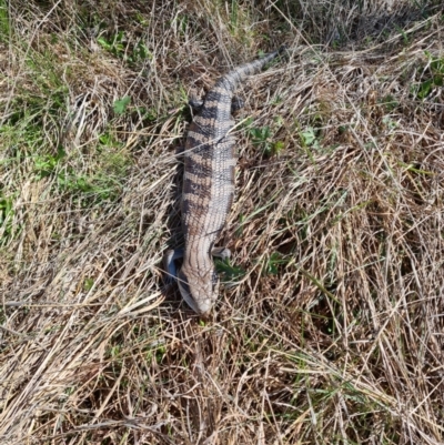 Tiliqua scincoides scincoides (Eastern Blue-tongue) at Paddys River, ACT - 18 Oct 2021 by RobynHall