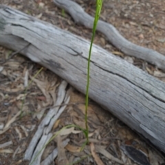 Diuris sp. (A Donkey Orchid) at Bullen Range - 19 Oct 2021 by RobynHall