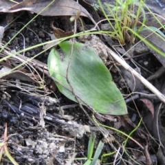 Eriochilus cucullatus (Parson's Bands) at Paddys River, ACT - 23 Oct 2021 by Liam.m