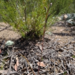 Thelymitra (Genus) (Sun Orchid) at Paddys River, ACT - 19 Oct 2021 by RobynHall