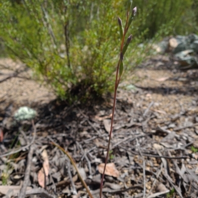 Thelymitra sp. (A Sun Orchid) at Paddys River, ACT - 19 Oct 2021 by RobynHall