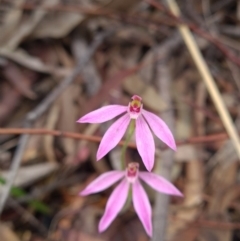 Caladenia carnea (Pink Fingers) at Bullen Range - 18 Oct 2021 by RobynHall