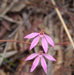 Caladenia carnea (Pink Fingers) at Paddys River, ACT - 19 Oct 2021 by RobynHall