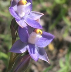 Thelymitra peniculata (Blue Star Sun-orchid) at Bruce, ACT - 23 Oct 2021 by NedJohnston