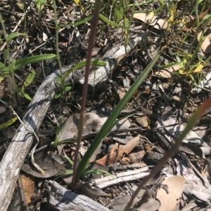 Thelymitra peniculata at Bruce, ACT - 23 Oct 2021