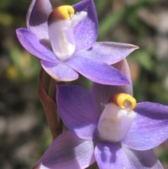 Thelymitra peniculata at Bruce, ACT - 23 Oct 2021