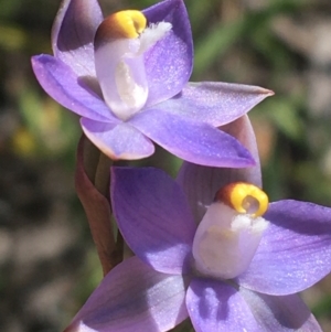 Thelymitra peniculata at Bruce, ACT - 23 Oct 2021