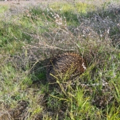 Tachyglossus aculeatus (Short-beaked Echidna) at Nicholls, ACT - 20 Oct 2021 by RobynHall