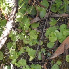 Corysanthes sp. (A Helmet Orchid) at Paddys River, ACT - 22 Oct 2021 by Liam.m