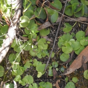 Corysanthes sp. at suppressed - 23 Oct 2021