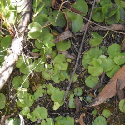 Corysanthes sp. (A Helmet Orchid) at Paddys River, ACT - 22 Oct 2021 by Liam.m