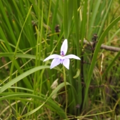 Glossodia major (Wax Lip Orchid) at Paddys River, ACT - 23 Oct 2021 by Liam.m