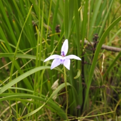 Glossodia major (Wax Lip Orchid) at Tidbinbilla Nature Reserve - 22 Oct 2021 by Liam.m