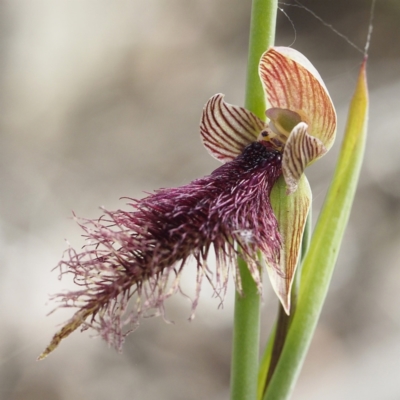 Calochilus platychilus (Purple Beard Orchid) at Black Mountain - 23 Oct 2021 by David