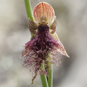 Calochilus platychilus at Acton, ACT - suppressed