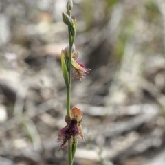 Calochilus platychilus at Acton, ACT - suppressed