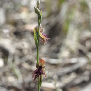 Calochilus platychilus at Acton, ACT - suppressed