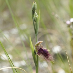 Calochilus platychilus at Acton, ACT - suppressed