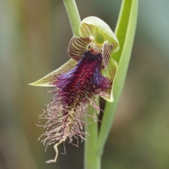 Calochilus platychilus at Acton, ACT - 23 Oct 2021