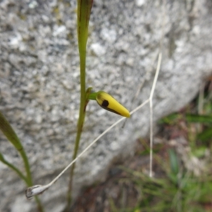 Diuris sulphurea at Paddys River, ACT - 23 Oct 2021