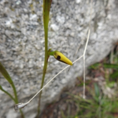 Diuris sulphurea (Tiger Orchid) at Paddys River, ACT - 22 Oct 2021 by Liam.m
