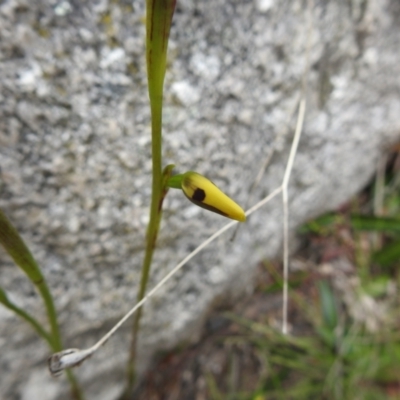 Diuris sulphurea (Tiger Orchid) at Paddys River, ACT - 23 Oct 2021 by Liam.m