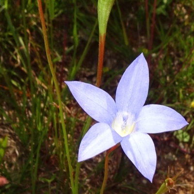 Wahlenbergia stricta subsp. stricta (Tall Bluebell) at Molonglo Valley, ACT - 8 Nov 2020 by JanetRussell