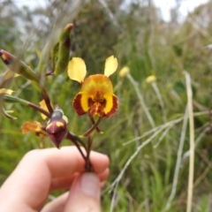 Diuris semilunulata (Late Leopard Orchid) at Paddys River, ACT - 22 Oct 2021 by Liam.m