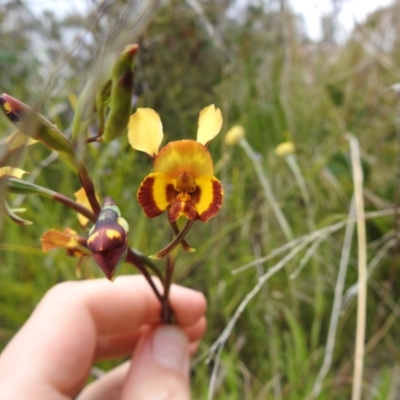 Diuris semilunulata (Late Leopard Orchid) at Paddys River, ACT - 23 Oct 2021 by Liam.m