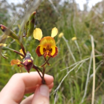 Diuris semilunulata (Late Leopard Orchid) at Paddys River, ACT - 23 Oct 2021 by Liam.m