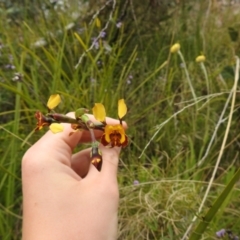 Diuris semilunulata at Paddys River, ACT - 23 Oct 2021