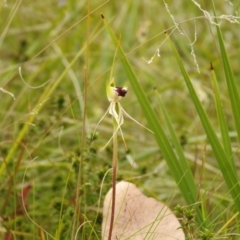 Caladenia parva (Brown-clubbed Spider Orchid) at Paddys River, ACT - 22 Oct 2021 by Liam.m