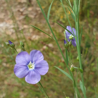 Linum marginale (Native Flax) at Monument Hill and Roper Street Corridor - 23 Oct 2021 by ClaireSee