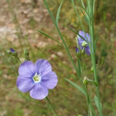 Linum marginale (Native Flax) at Albury, NSW - 23 Oct 2021 by ClaireSee