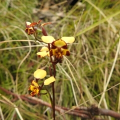 Diuris semilunulata (Late Leopard Orchid) at Paddys River, ACT - 22 Oct 2021 by Liam.m