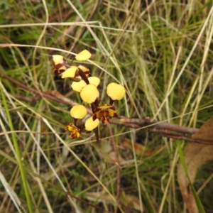 Diuris semilunulata at Paddys River, ACT - 23 Oct 2021