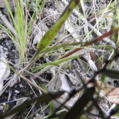 Diuris semilunulata at Paddys River, ACT - 23 Oct 2021