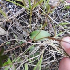 Eriochilus cucullatus (Parson's Bands) at Paddys River, ACT - 22 Oct 2021 by Liam.m