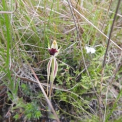 Caladenia parva (Brown-clubbed Spider Orchid) at Tidbinbilla Nature Reserve - 23 Oct 2021 by Liam.m