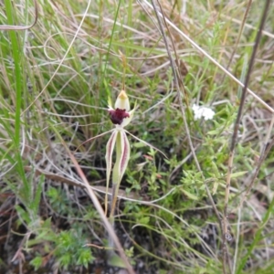 Caladenia parva at Paddys River, ACT - suppressed