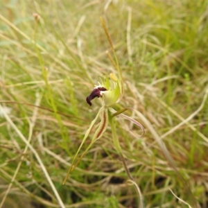 Caladenia parva at Paddys River, ACT - suppressed