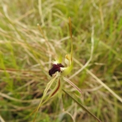 Caladenia parva at Paddys River, ACT - suppressed